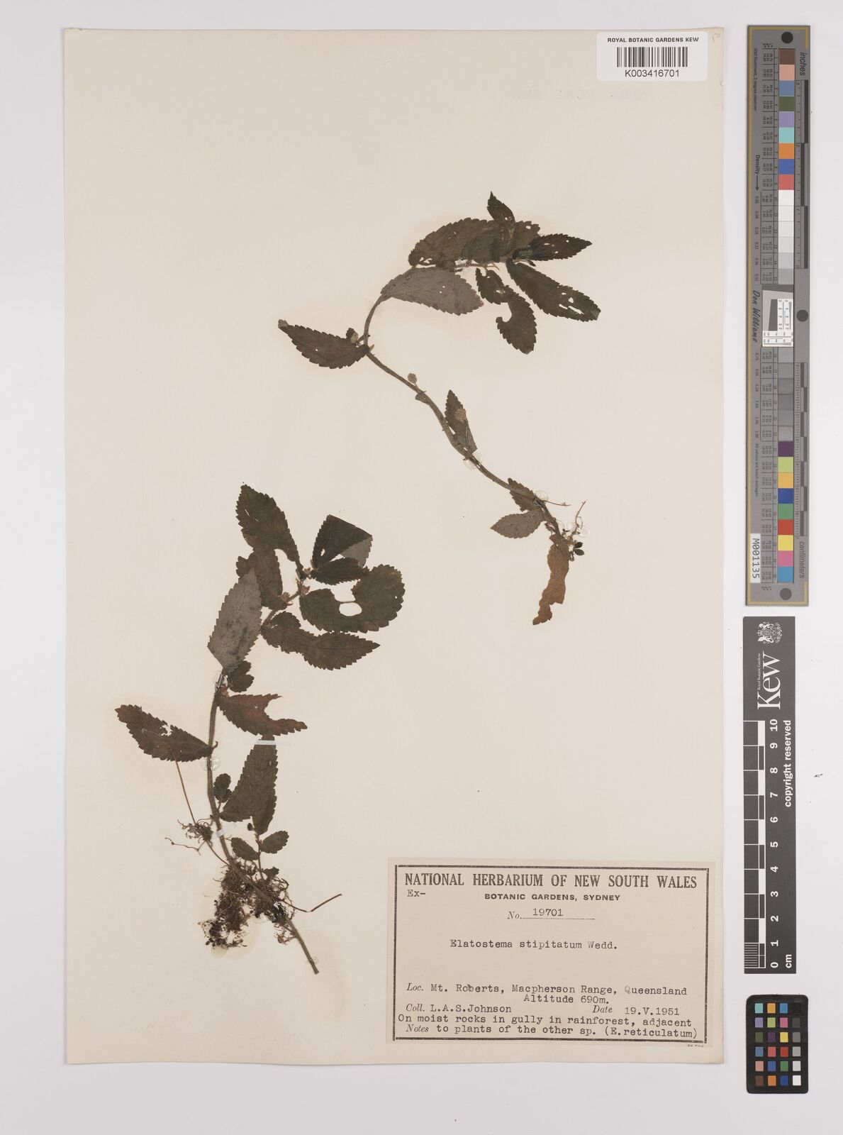 Elatostema stipitatum