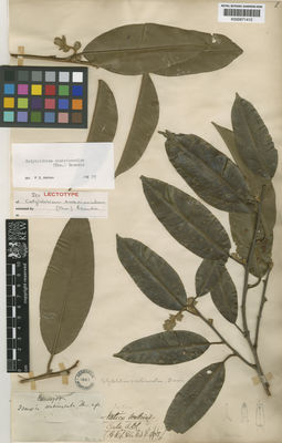 Kew Gardens K000671412:  s.coll. [C.P. 3708] Sri Lanka