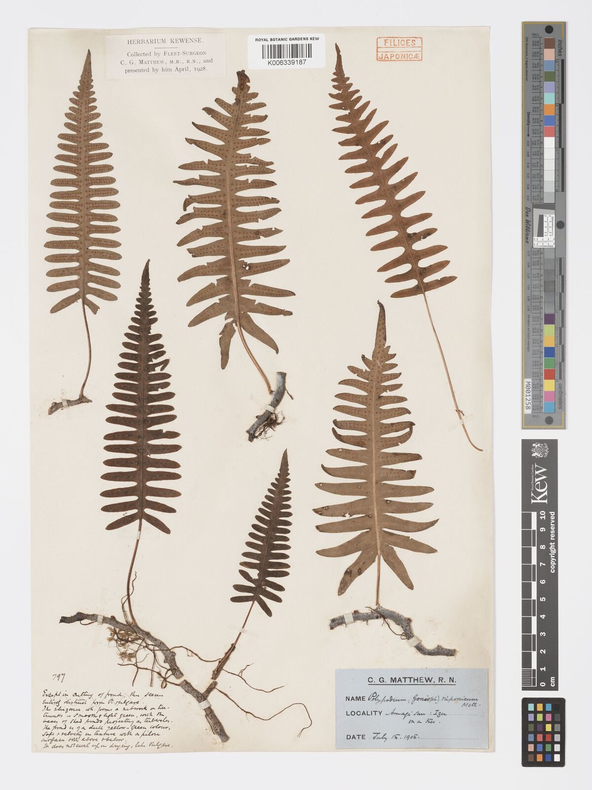 Goniophlebium sp. 【LA0216-02】 Goniophlebium (Blume) C.Presl | Plants of the World Online | Kew