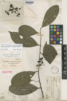 Kew Gardens K000582087:  Poiteau [s.n.] Guyana