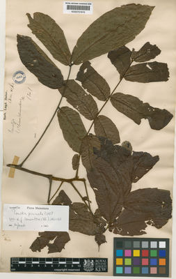 Kew Gardens K000701816:  s.coll. [s.n.] Indonesia