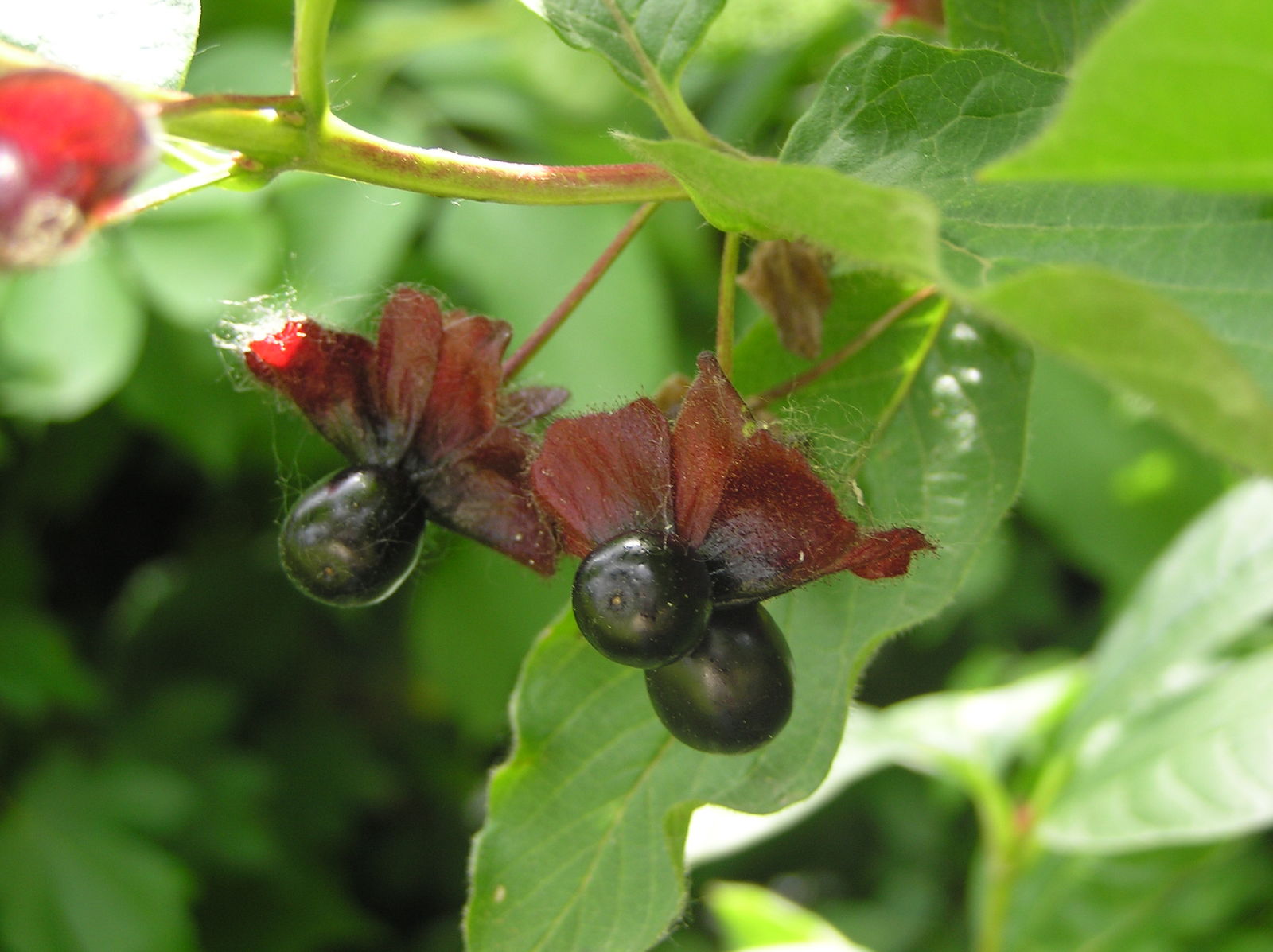 © copyright of the Board of Trustees of the Royal Botanic Gardens, Kew.