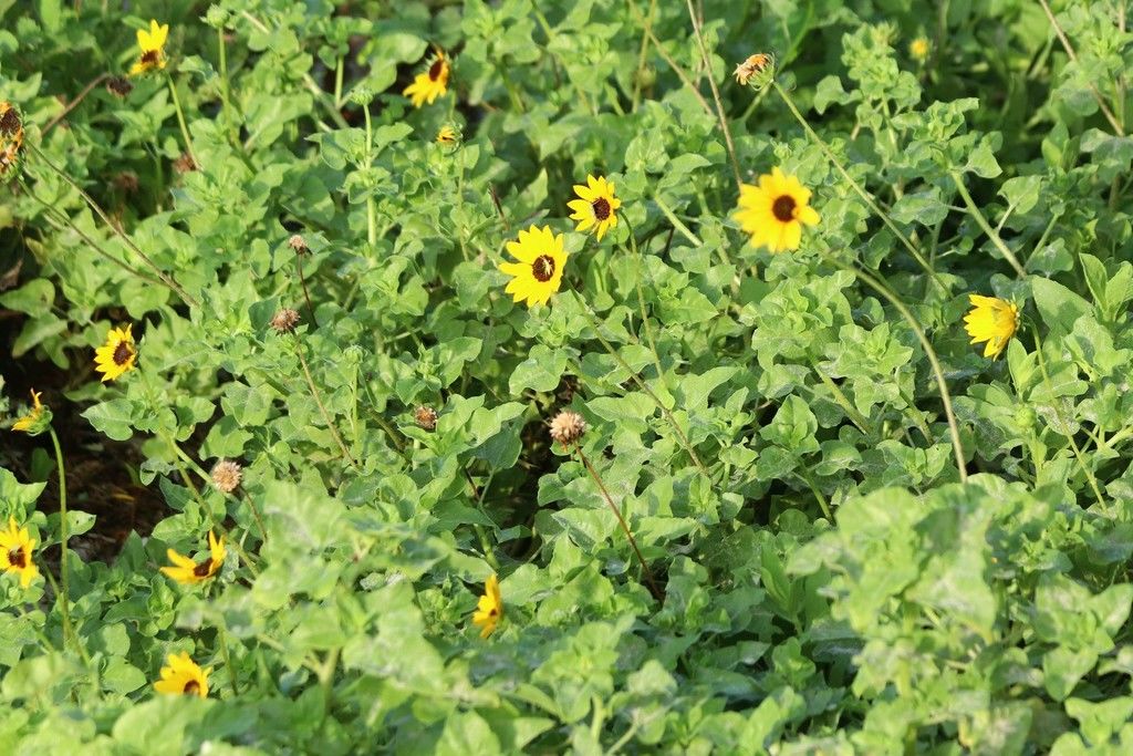 Helianthus debilis subsp. cucumerifolius (Torr. & A.Gray) Heiser ...