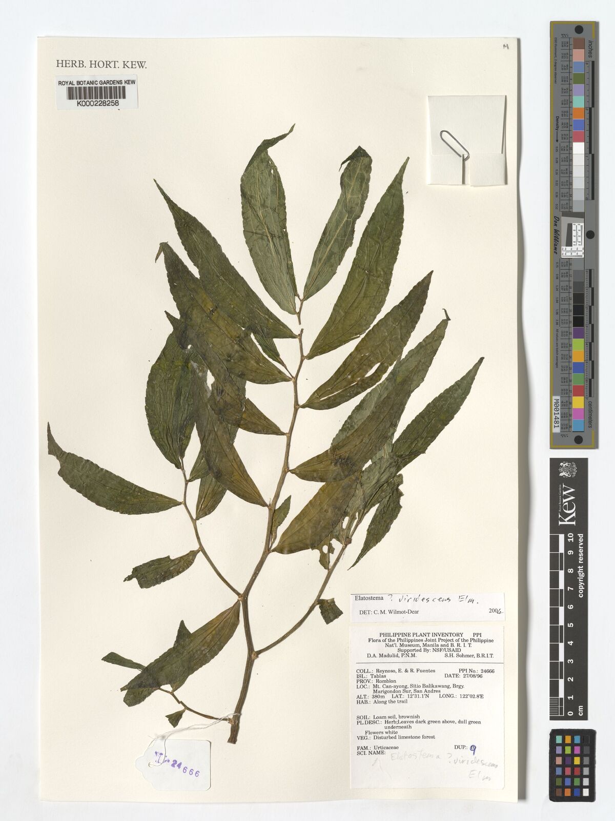 Elatostema viridescens