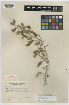 Kew Gardens K000791050:  Mooney, H.F. [3057] India