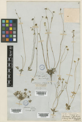 Kew Gardens K000883484:  Bowman, E.M.; Mueller, F.J.H., von [s.n.] Australia