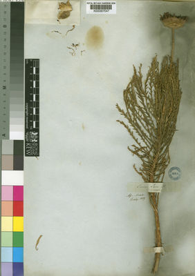 Kew Gardens K000307047:  Drege [s.n.] South Africa