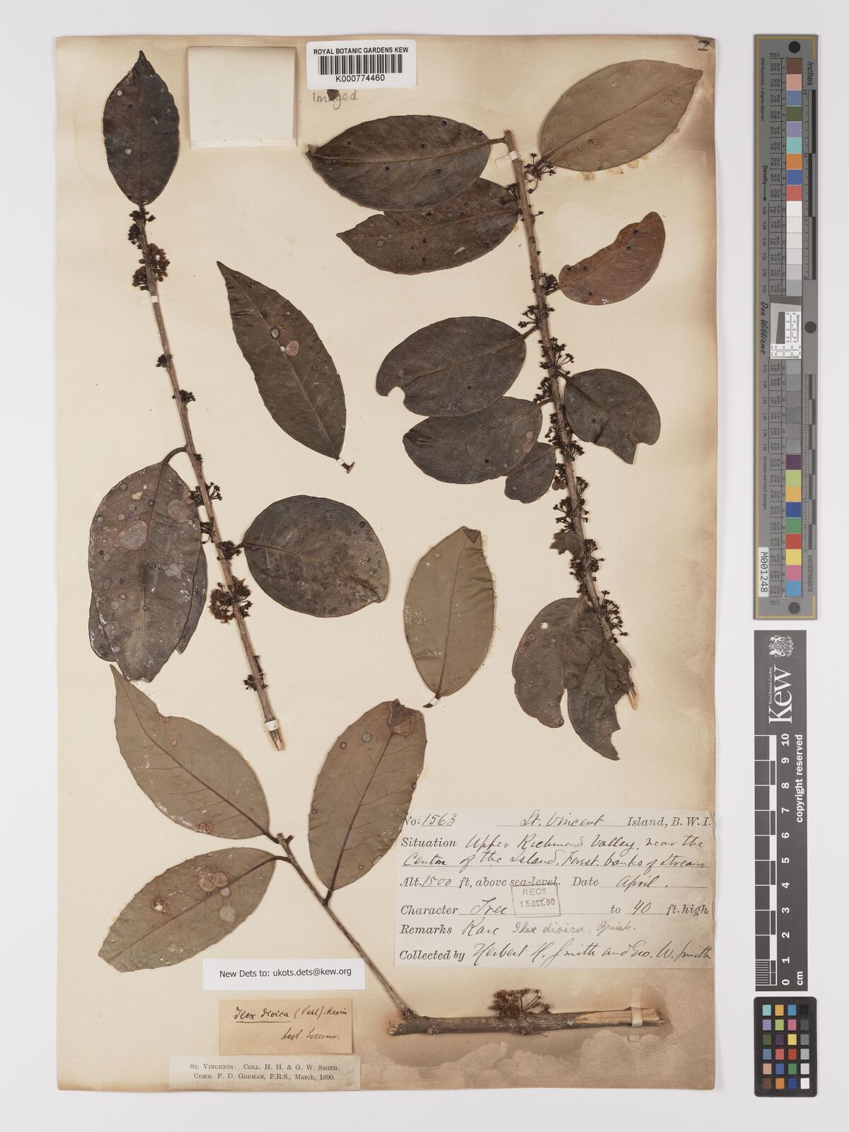 Kew Gardens K000774460:  Smith, H.H.; Smith, G.W. [1563] Saint Vincent and the Grenadines