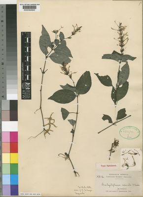 Kew Gardens K000394840:  Gossweiler, J. [7814] Angola