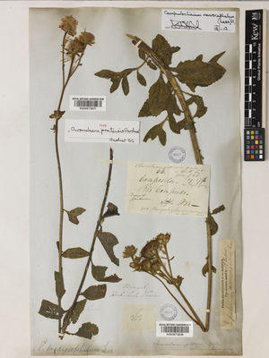 Kew Gardens K000873838:  s.coll. [362] Brazil