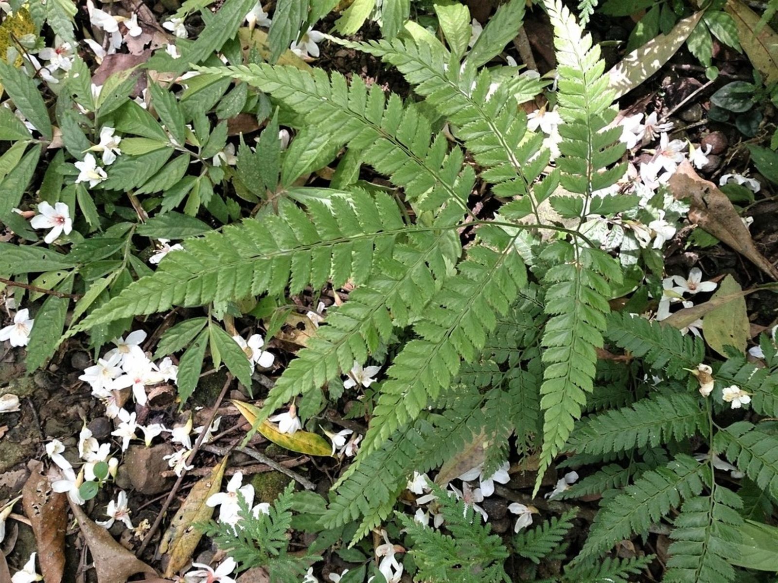 Arachniodes Rhomboidea (Wall. Ex C.Presl) Ching | Plants Of The World ...