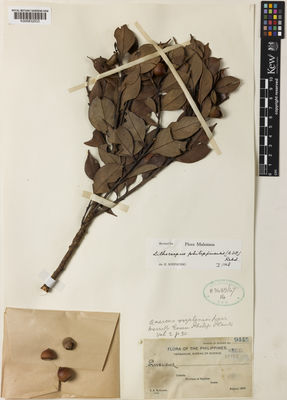 Kew Gardens K000832533:  Robinson, C.B. [9445] Philippines