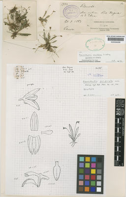 Kew Gardens K000584290:  s.coll. [1949] Colombia