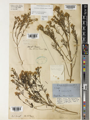 Kew Gardens K001040215:  Brown, R. [s.n.] Australia