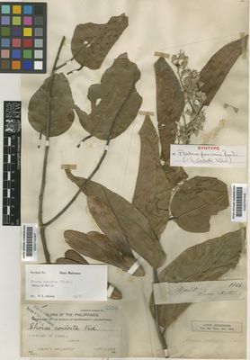 Kew Gardens K000700567:  Ahern ('s) Collector [2970] Philippines