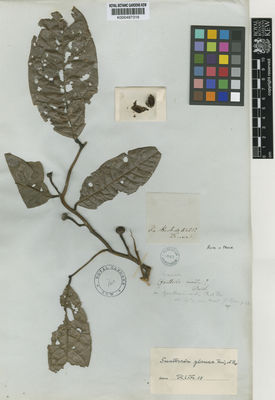 Kew Gardens K000487316:  Ruiz; Pavon [s.n.] Peru