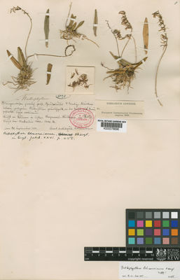 Kew Gardens K000078696:  s.coll. [8070] Colombia