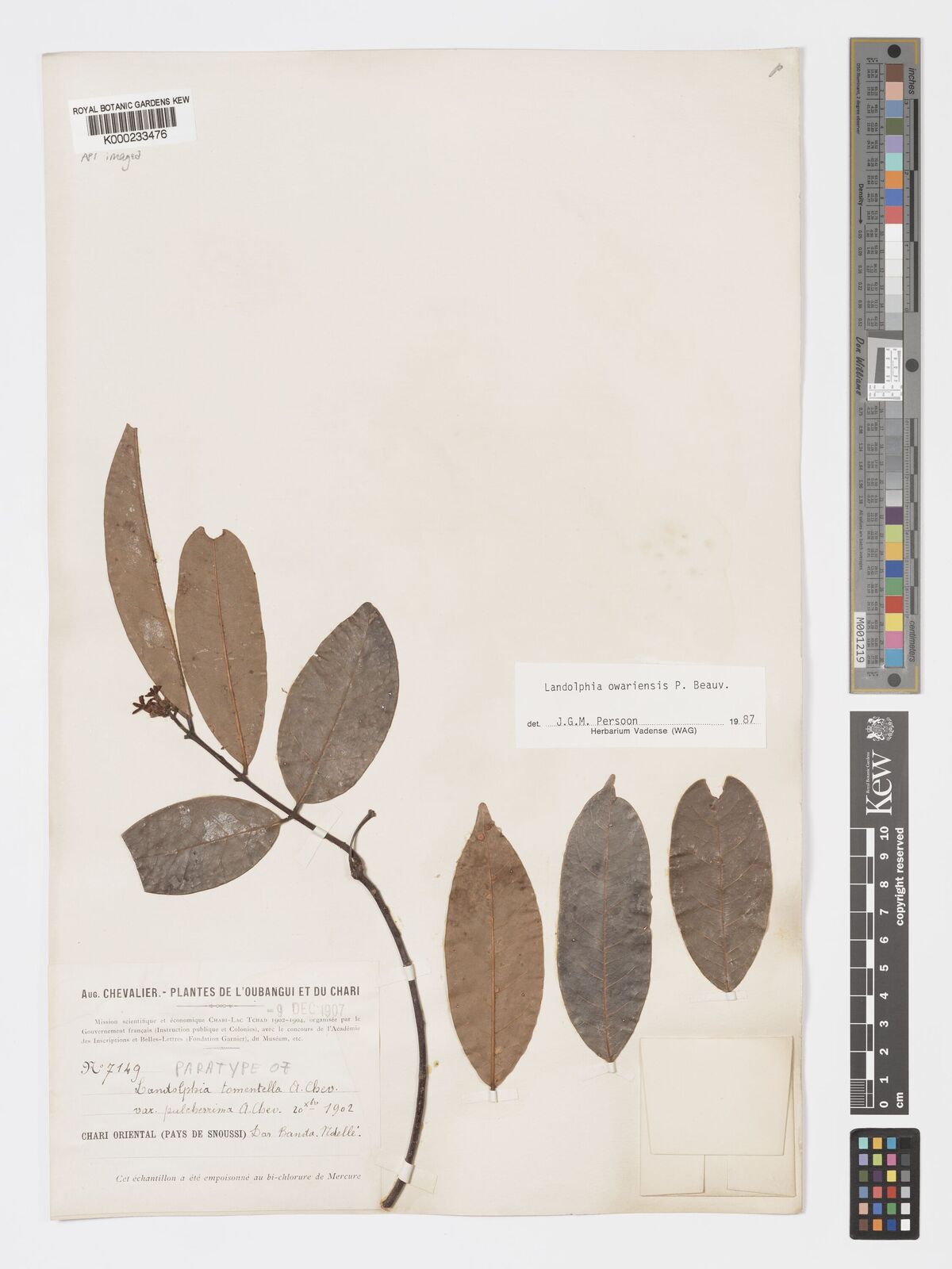 Kew Gardens K000233476:  Chevalier, A. [7149]