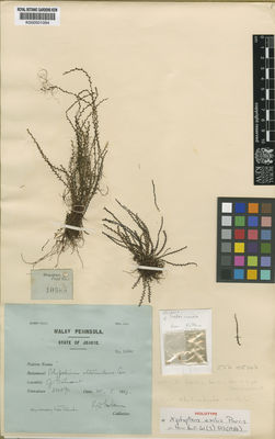 Kew Gardens K000501094:  Holttum, R.E. [10680] Malaysia