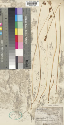 Kew Gardens K000257343:  Bolus, H. [7428] South Africa