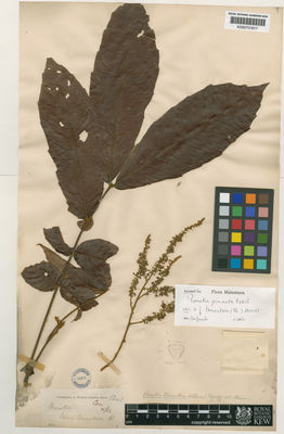 Kew Gardens K000701817:  s.coll. [s.n.] Indonesia