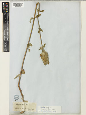 Kew Gardens K000928374:  Boissier, P.E. [s.n.] Syria