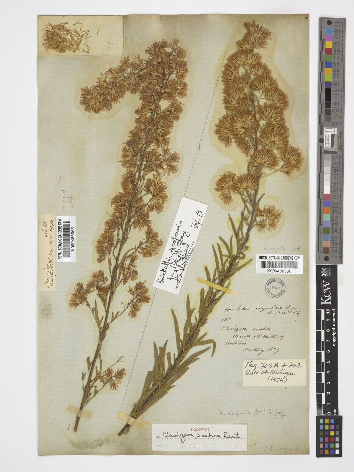 Kew Gardens K000486565:  Sallé [s.n.] Mexico