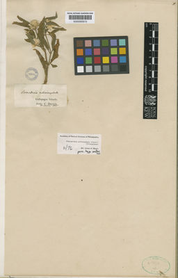 Kew Gardens K000583015:  Darwin, C. [s.n.] Ecuador