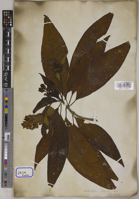 Kew Gardens K001115965:  s.coll. [Cat. no. 2434] Bangladesh