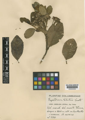 Kew Gardens K000500284:  Cuatrecasas, J. [2940] Colombia
