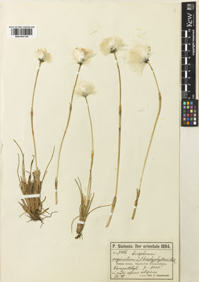 Kew Gardens K001057156:  Sintenis, P.E.E. [7406] Turkey