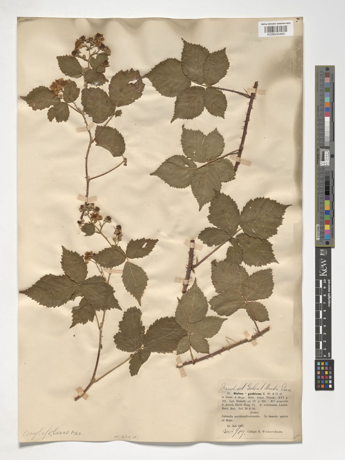 Rubus gothicus