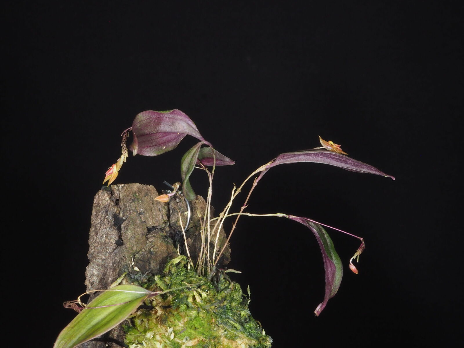 Lepanthes ortegae Luer & Hirtz | Plants of the World Online | Kew