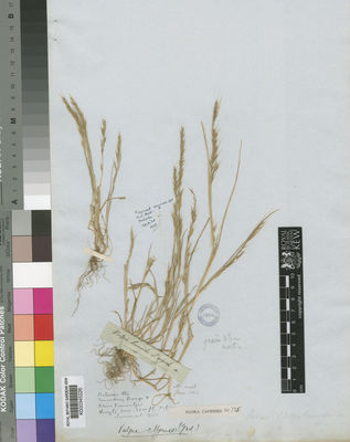 Kew Gardens K000345226:  Drege [s.n.] South Africa