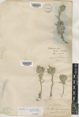 Kew Gardens K000958626:  Elliot, C.F. [s.n.] Afghanistan