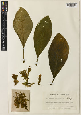 Kew Gardens K000831816:  Cranwell, L.M.; Selling. O.H.; Skottsberg, C.J.F. [3111] United States