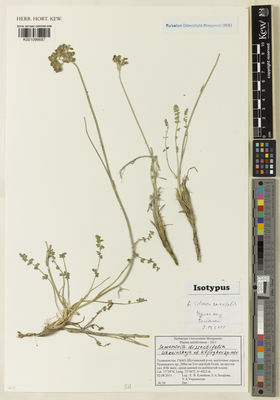 Kew Gardens K001096687:  Kljuykov, E.B.; Zachvrova, Ye.A.; Ukrainskaja, I.A. [20] Tajikistan