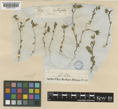 Kew Gardens K000814419:  Aucher Eloy, P.M.R. [1386] Greece