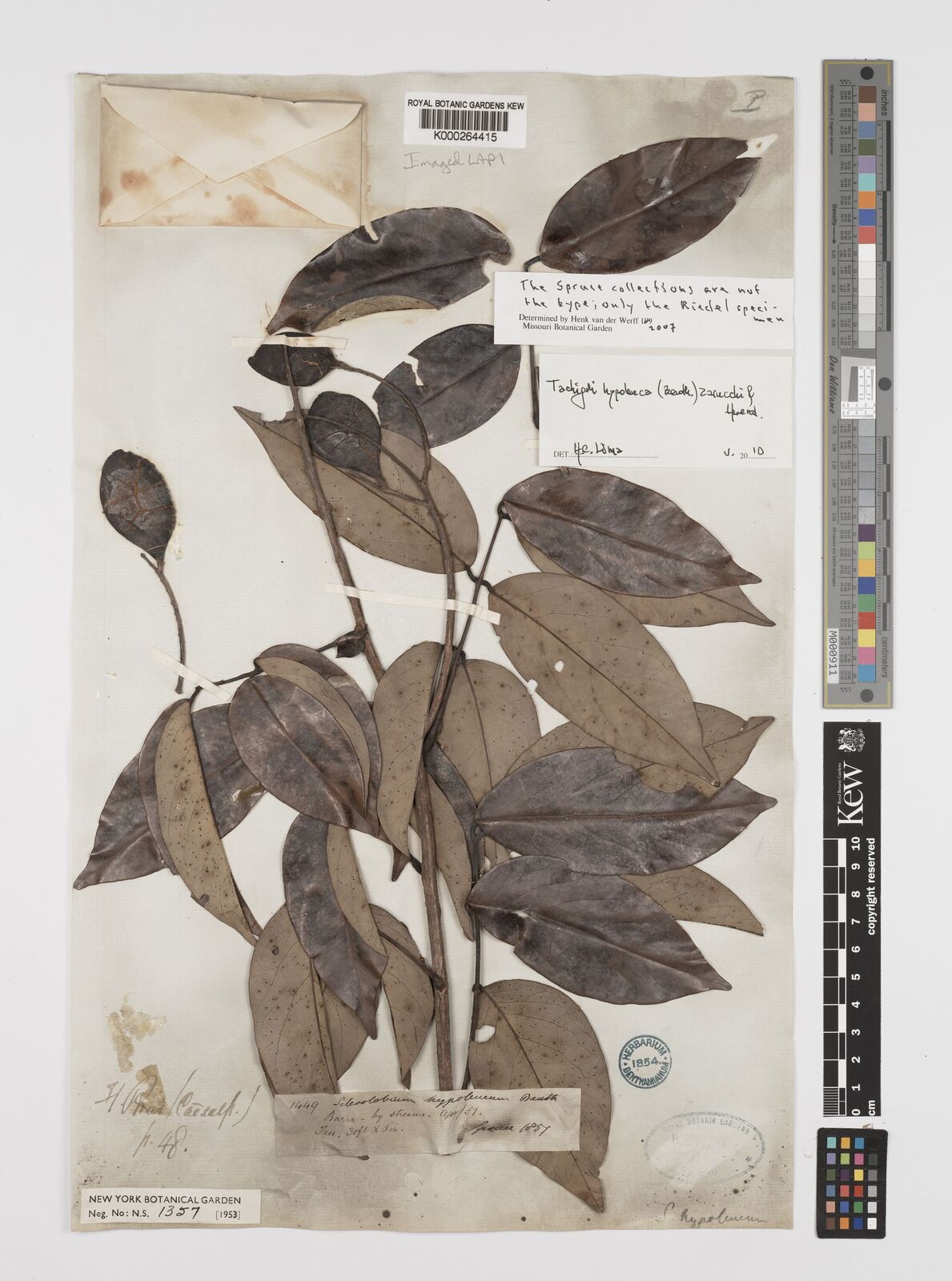 Kew Gardens K000264415:  Spruce, R. [1449] Brazil