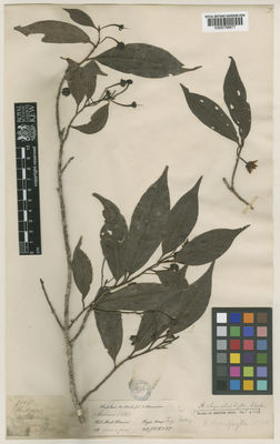 Kew Gardens K000756677:  Hooker, J.D.; Thomson, T. [1108] India