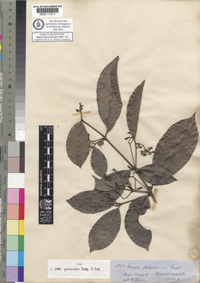 Kew Gardens K000111817:  Spruce, R. [4196] Peru