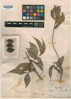 Kew Gardens K000574725:  s.coll. [615] Sri Lanka