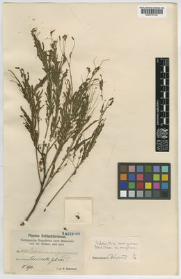 Kew Gardens K000791041:  Schlechter, R. [14598] Papua New Guinea