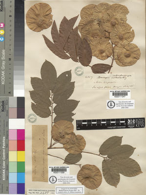 Kew Gardens K000111259:  Spruce, R. [4471] Peru