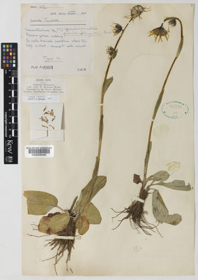 Kew Gardens K000009495:  Ward, F.K. [5931] India