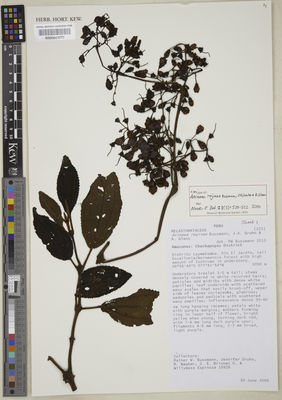Kew Gardens K000543672:  Bussmann, R.W.; Gruhn, ,, J.; Wagter, R.; Briones, J.E.; Espinoza, W. [15926] Peru
