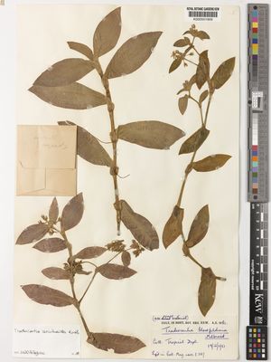 Kew Gardens K000501909:  s.coll. [s.n.]