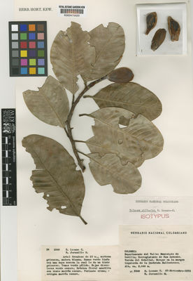 Kew Gardens K000470020:  Lozano, G; Jamarillo, R. [2349] Colombia