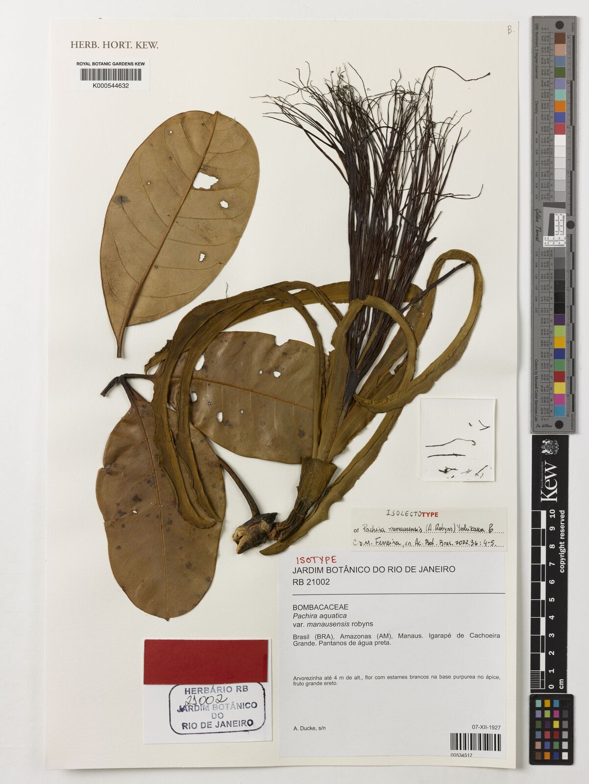 Kew Gardens K000544632:  Ducke [s.n.] Brazil
