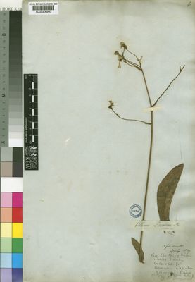 Kew Gardens K000306940:  Drege [s.n.] South Africa